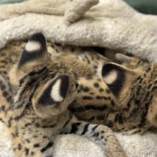 Image pour l'annonce Portée de chatons serval et savannah et caracal