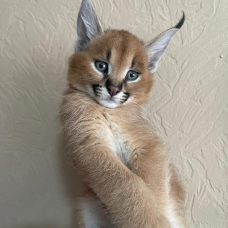 Image pour l'annonce Portée de chatons serval et savannah et caracal