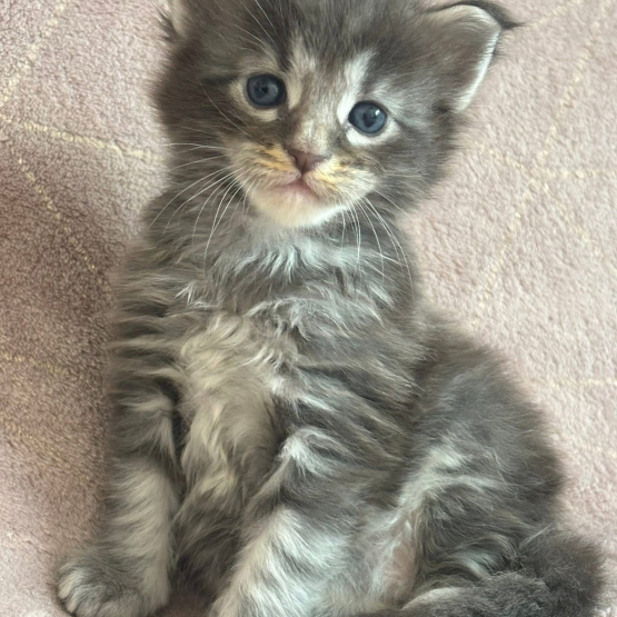 Image pour l'annonce Chatons Maine coon LOOF