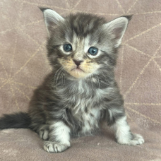 Image pour l'annonce Chatons Maine coon LOOF