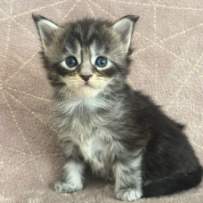 Image pour l'annonce Chatons Maine coon LOOF