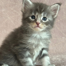 Image pour l'annonce Chatons Maine coon LOOF
