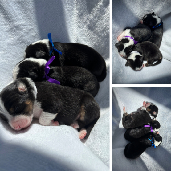Image pour l'annonce À réserver : adorables chiots Bergers Australiens – portée familiale