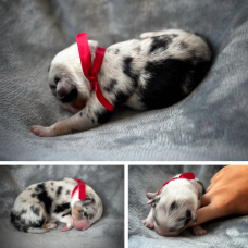 Image pour l'annonce À réserver : adorables chiots Bergers Australiens – portée familiale