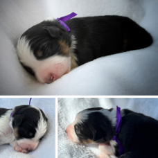 Image pour l'annonce À réserver : adorables chiots Bergers Australiens – portée familiale
