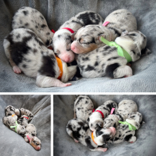 Image pour l'annonce À réserver : adorables chiots Bergers Australiens – portée familiale