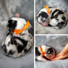 Image pour l'annonce À réserver : adorables chiots Bergers Australiens – portée familiale