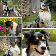 Image pour l'annonce À réserver : adorables chiots Bergers Australiens – portée familiale