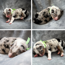 Image pour l'annonce À réserver : adorables chiots Bergers Australiens – portée familiale