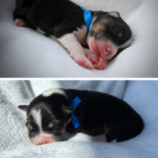 Image pour l'annonce À réserver : adorables chiots Bergers Australiens – portée familiale
