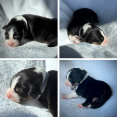 Image pour l'annonce À réserver : adorables chiots Bergers Australiens – portée familiale