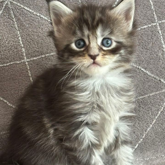 Image pour l'annonce Chaton Maine coon LOOF