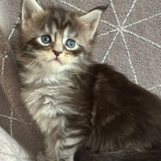 Image pour l'annonce Chaton Maine coon LOOF
