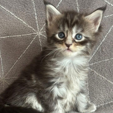 Image pour l'annonce Chaton Maine coon LOOF