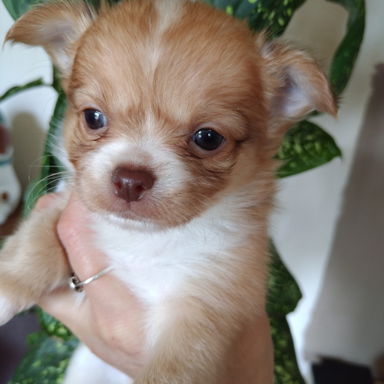 Image pour l'annonce Chiots chihuahuas