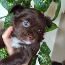 Image pour l'annonce Chiots chihuahuas