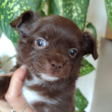 Image pour l'annonce Chiots chihuahuas