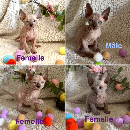 Image pour l'annonce Chatons Sphynx LOOF