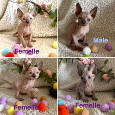 Image pour l'annonce Chatons Sphynx LOOF