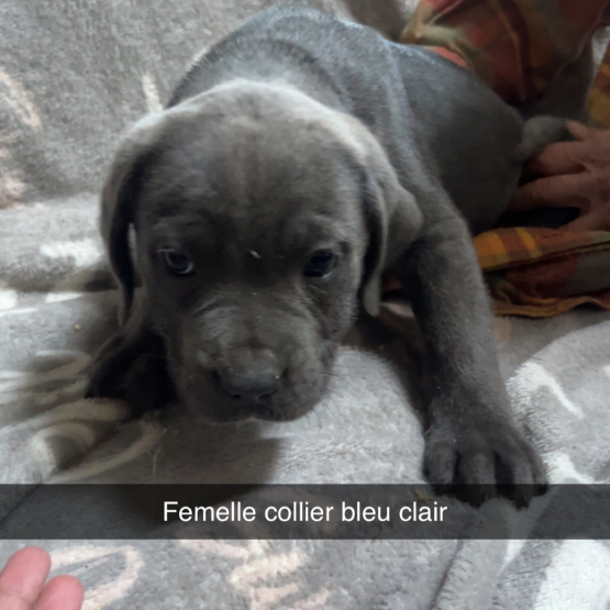 Image pour l'annonce Cane corso