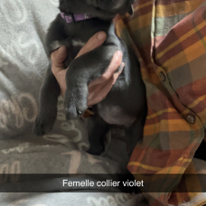 Image pour l'annonce Cane corso
