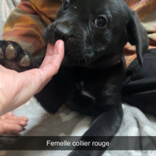Image pour l'annonce Cane corso