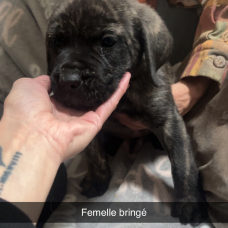 Image pour l'annonce Cane corso