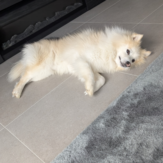 Image pour l'annonce Propose mâle Pomsky F1 pour saillie