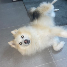 Image pour l'annonce Propose mâle Pomsky F1 pour saillie
