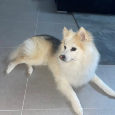 Image pour l'annonce Propose mâle Pomsky F1 pour saillie