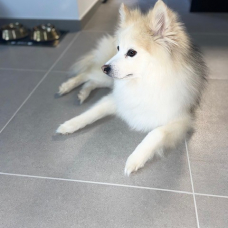 Image pour l'annonce Propose mâle Pomsky F1 pour saillie