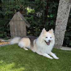 Image pour l'annonce Propose mâle Pomsky F1 pour saillie