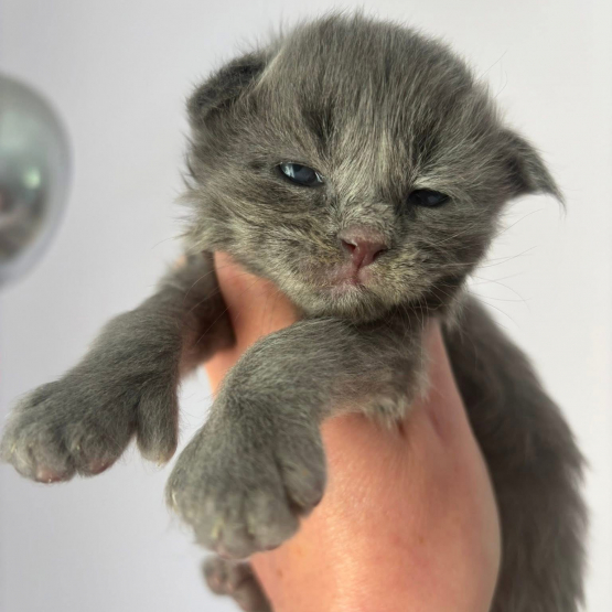 Image pour l'annonce Chatons Maine coon mâles et femelle LOOF