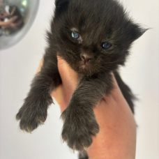 Image pour l'annonce Chatons Maine coon mâles et femelle LOOF