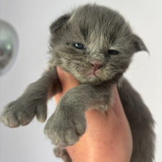 Image pour l'annonce Chatons Maine coon mâles et femelle LOOF