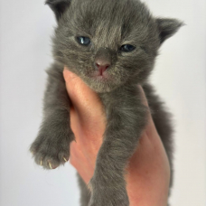 Image pour l'annonce Chatons Maine coon mâles et femelle LOOF