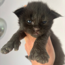 Image pour l'annonce Chatons Maine coon mâles et femelle LOOF