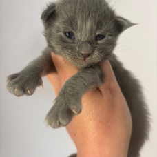 Image pour l'annonce Chatons Maine coon mâles et femelle LOOF
