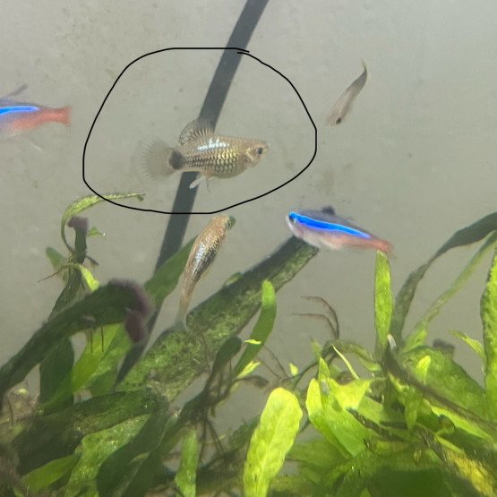 Image pour l'annonce Donne mollys/platys