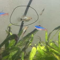 Image pour l'annonce Donne mollys/platys