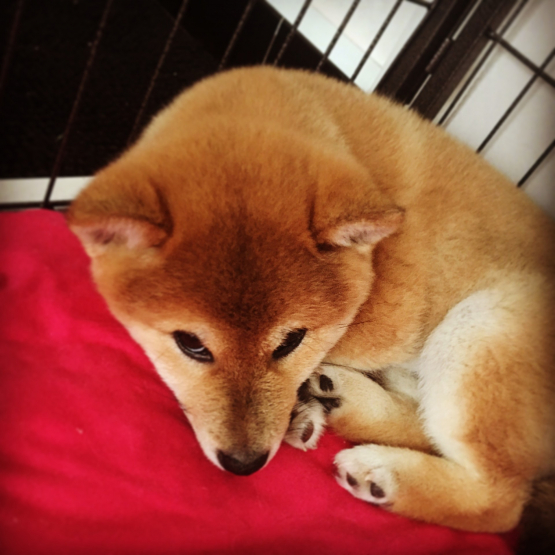Image pour l'annonce Saillie Mâle Shiba Inu Roux LOF confirmé