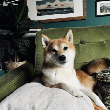Image pour l'annonce Saillie Mâle Shiba Inu Roux LOF confirmé
