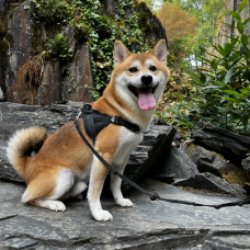 Image pour l'annonce Saillie Mâle Shiba Inu Roux LOF confirmé