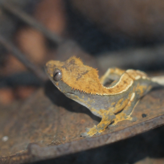Image pour l'annonce Gecko à crête (6mois)