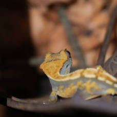 Image pour l'annonce Gecko à crête (6mois)