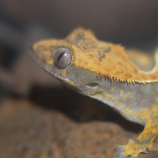 Image pour l'annonce Gecko à crête (6mois)