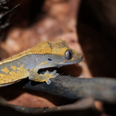 Image pour l'annonce Gecko à crête (6mois)
