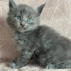 Image pour l'annonce Chaton Maine coon LOOF