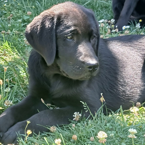 Image pour l'annonce LABRADOR NOIR