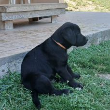 Image pour l'annonce LABRADOR NOIR
